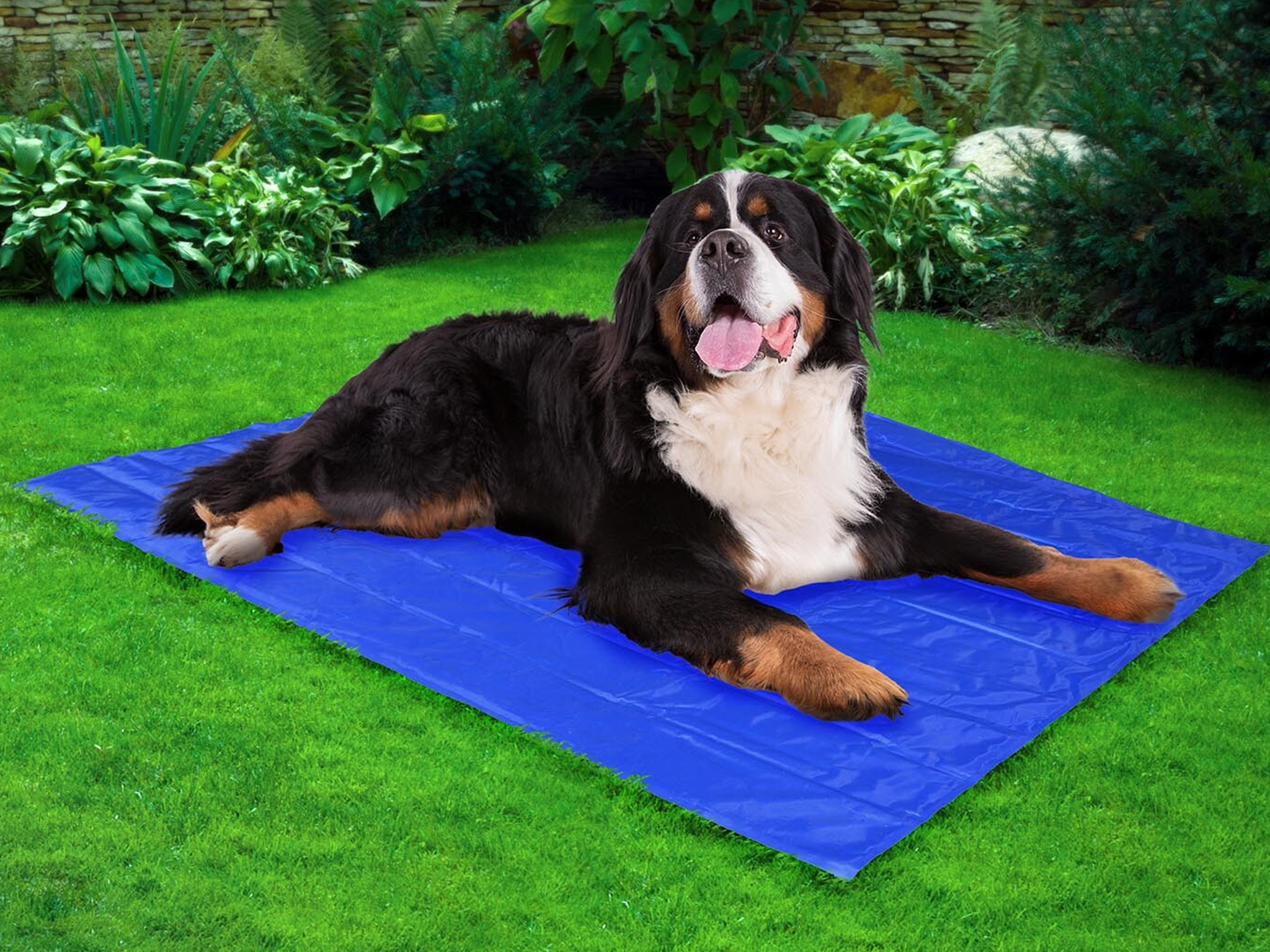 Cool mat best sale for dogs argos